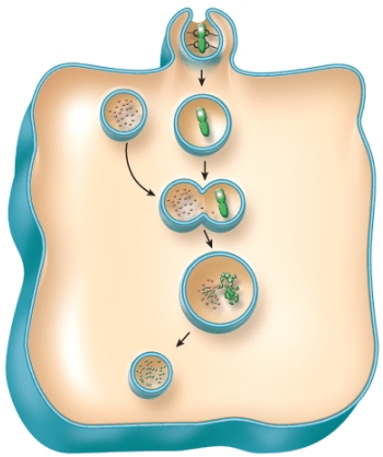 Which of the following is the correct sequence of events in phagocytosis shown in the figure?   A) pseudopods surround particle > phagosome formed > fusion of lysosome and phagosome > digestion by lysosomal enzymes > residual body formed B) phagosome formed > pseudopods surround particle > fusion of lysosome and phagosome > digestion by lysosomal enzymes > residual body formed C) phagosome formed > pseudopods surround particle > fusion of lysosome and phagosome > residual body formed > digestion by lysosomal enzymes D) residual body formed > phagosome formed > pseudopods surround particle > fusion of lysosome and phagosome > digestion by lysosomal enzymes E) fusion of lysosome and phagosome > residual body formed > phagosome formed > pseudopods surround particle > digestion by lysosomal enzymes