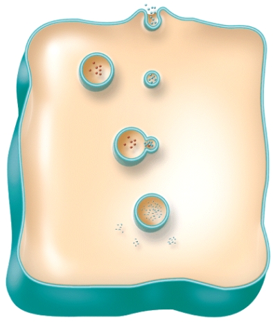 Which of the following is the correct sequence of events in bulk-phase endocytosis shown in the figure?   A) plasma membrane forms vesicle around extracellular droplets > fusion of lysosome and vesicle > vesicle formed pinches off into cytosol > digestion by enzymes > solutes released B) solutes released > plasma membrane forms vesicle around extracellular droplets > fusion of lysosome and vesicle > vesicle formed pinches off into cytosol > digestion by enzymes C) vesicle formed pinches off into cytosol > solutes released > plasma membrane forms vesicle around extracellular droplets > fusion of lysosome and vesicle > digestion by enzymes D) vesicle formed pinches off into cytosol > plasma membrane forms vesicle around extracellular droplets > fusion of lysosome and vesicle > digestion by enzymes > solutes released E) plasma membrane forms vesicle around extracellular droplets > vesicle formed pinches off into cytosol > fusion of lysosome and vesicle > digestion by enzymes > solutes released