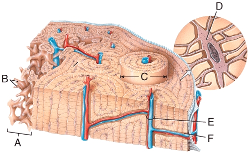 In the diagram,what area allows communication from the outermost region to the innermost region of bone?   A) B B) C C) D D) E E) F