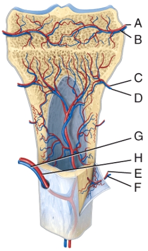 In the diagram,which is the first blood vessel that enters the bone model in endochondral ossification?   A) D B) E C) F D) G E) H