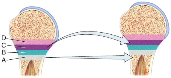 In the diagram,where do cells lose the ability to divide and increase in size?   A) A B) B C) C D) D