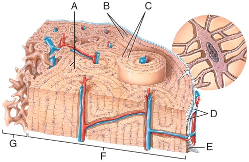 Which of the labeled structures in the diagram secure dense irregular and osteogenic layers to the bone matrix?   A) A B) B C) C D) D E) E