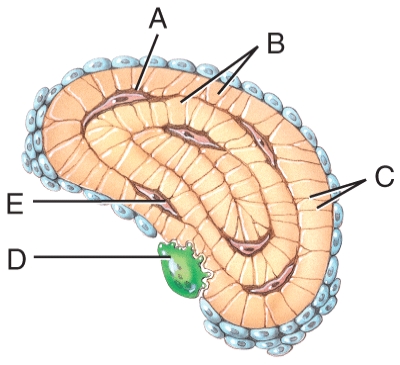 Which labeled structures in the figure are lamellae?   A) A B) B C) C D) D E) E