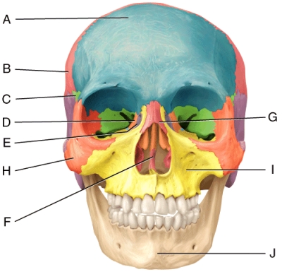 In the diagram,which is the lacrimal bone?   A) E B) F C) G D) H E) I