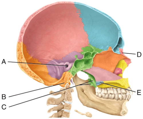 In the diagram,which is the nasal bone?   A) A B) B C) C D) D E) E