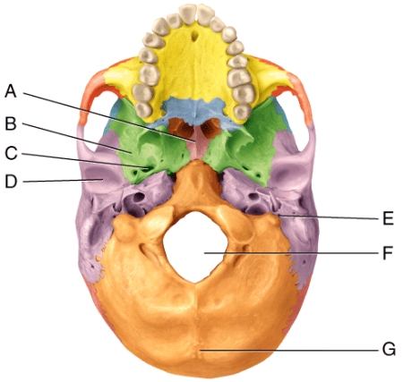 In the diagram,which is the foramen ovale?   A) C B) D C) E D) F E) G