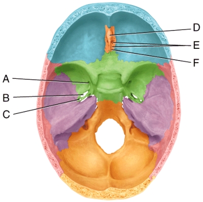 In the diagram,which is the foramen ovale?   A) A B) B C) C D) D E) E