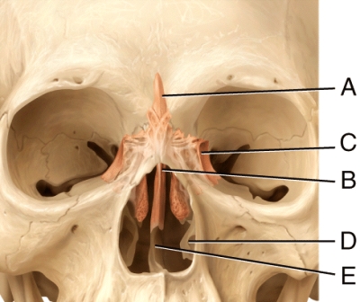 In the diagram,which is the perpendicular plate of the ethmoid bone?   A) A B) B C) C D) E E) D