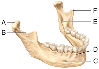 In the diagram,which is the mental foramen?   A) C B) D C) E D) F E) Not labeled on the diagram.