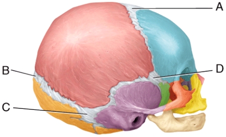In the diagram,which is largest fontanel in size at birth.   A) A B) B C) C D) D E) Both A and D