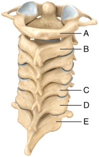 In the diagram,which of the cervical vertebrae contains the articular surface that permits the movement of the head seen when saying  yes ?   A) A B) B C) C D) D E) E