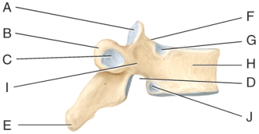 In the diagram,which part is the vertebral body?   A) C B) D C) H D) I E) J