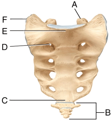 In the diagram,which structure allows for passage of nerves and blood vessels?   A) B B) C C) D D) E E) F