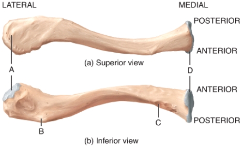 In the diagram,which site is considered the weakest point of the clavicle?   A) A B) B C) C D) D E) Not labeled in the diagram.