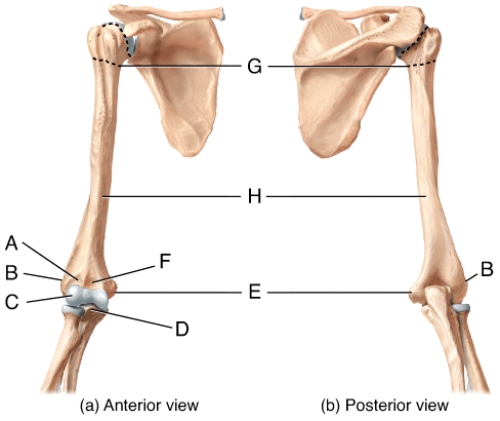 In the diagram,where is the olecranon fossa?   A) A B) B C) C D) F E) Not labeled on the diagram