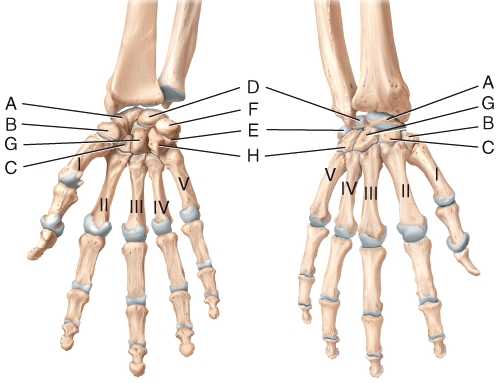 In the diagram of the wrist and hand,where is the capitate bone?   A) D B) E C) F D) G E) H