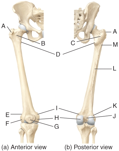 In the diagram,which of the labeled structures on the femur serve as points of attachment for the tendons of thigh and buttocks muscles?   A) A,B B) A,B,C C) A,D D) A,B,M E) D,M,L