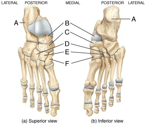 In the diagram,which labeled bone is the only bone of the foot that articulates with the fibula and tibia?   A) A B) B C) C D) D E) E