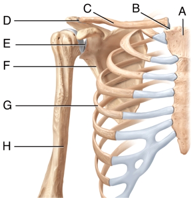 In the diagram,the pectoral girdle consists of 2 bones labeled _____ and _____.   A) A and B B) A and G C) C and F D) F and H E) E and F