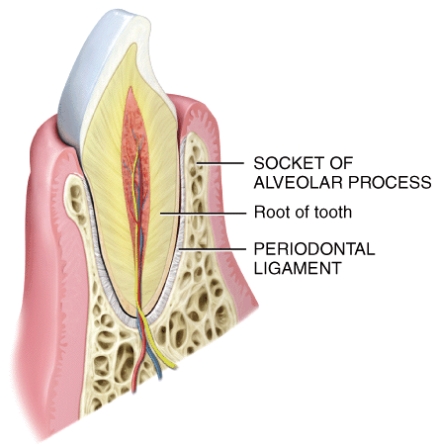 What is the functional and structural classification of the joint in the picture?   A) synarthrosis and Suture B) synarthrosis and Synostosis C) smphiarthrosis and Symphysis D) smphiarthrosis and Syndesmosis E) synarthrosis and Gomophosis