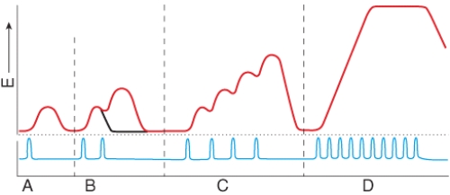 Which portion of this myogram shows a single twitch of the muscle?   A) A B) B C) C D) D E) none of these choices