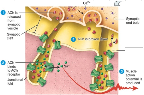 Lidocain inhibits the ion movement required to initiate and conduct impulses on a muscle cell.What area does lidocaine affect (place your answer in the box below)?   