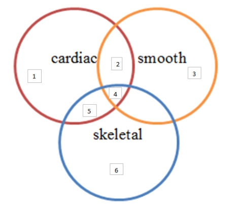 Drag and drop terms to their correct classification.     Word bank: Auto rhythmic Calmodulin Involuntary Myosin and actin Striated Well developed SR