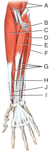 Which muscle in this figure allows radial deviation at the wrist joint?   A) D B) E C) F D) G E) H