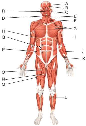 What is the action of the muscle labeled I?   A) extends the forearm at the elbow joint B) flexes the forearm at the elbow joint C) pronates the forearm at the radioulnar joints D) abduct arm at shoulder joint E) rotates arm at shoulder joint