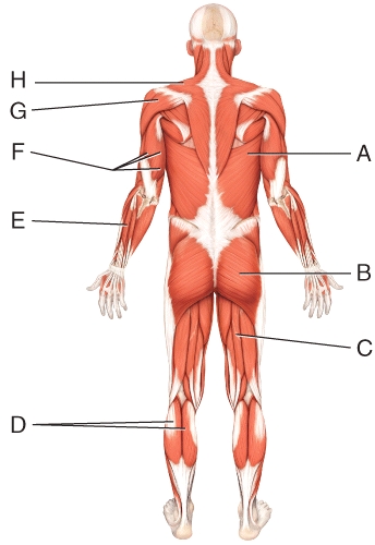 What is the insertion of the muscle labeled G?   A) greater tubercle of humerus B) inferior angle of scapula C) spine of the scapula D) acromial extremity of the clavicle E) deltoid tuberosity of humerus