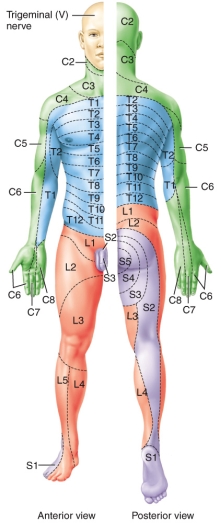 A child was in a diving accident.When brought into the emergency room,the doctor used sharp and blunt objects to determine if there was any sensation on the bottom of the foot and the lateral aspect of their palm.The child stated they could not feel the stimulus in either area.What nerves were most likely damaged?   A) L3 and C8. B) L5 and C6 C) S2 and T1 D) C7 and L4 E) S1 and C6
