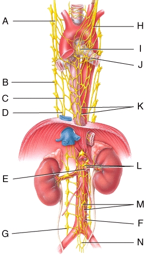 Stimulation of the fibers associated with which plexus in the diagram can dramatically alter the pace and force of heart contraction?.   A) A B) B C) H D) I E) J