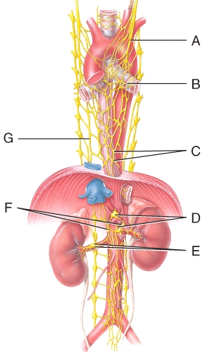 Which structure carries 80% of the parasympathetic outflow??   A) A B) C C) D D) F E) G