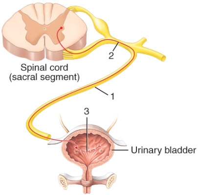 Where do the structures labeled 1 and 3 in the diagram meet?   A) paravertebral ganglia B) prevertebral ganglia C) terminal ganglia D) trunk ganglia E) chain ganglia