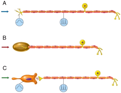 Which of the neurons in the diagram would most likely pick up an itch sensation?   A) A B) B C) C D) Both A and B E) A,B,C