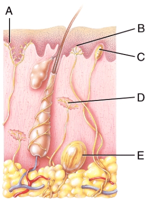 Which structure monitors the stretching of skin during a physical therapy session?   A) A B) B C) C D) D E) E