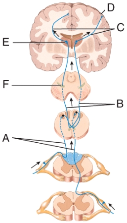 In this diagram neuron [dropdown 1] is a third order neuron and conducts impulses from the [dropdown 2] to the [dropdown 3].     Dropdown 1 choices: A B C Dropdown 2 choices: thalamus peripheral somatic receptors brain and spinal cord Dropdown 3 choices: primary somatosensory area of the cerebral cortex brain or spinal cord thalamus
