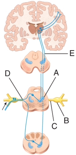 Which of the structures in the diagram of the trigeminothalamic pathway is the trigeminothalamic tract?   A) A B) B C) C D) D E) E