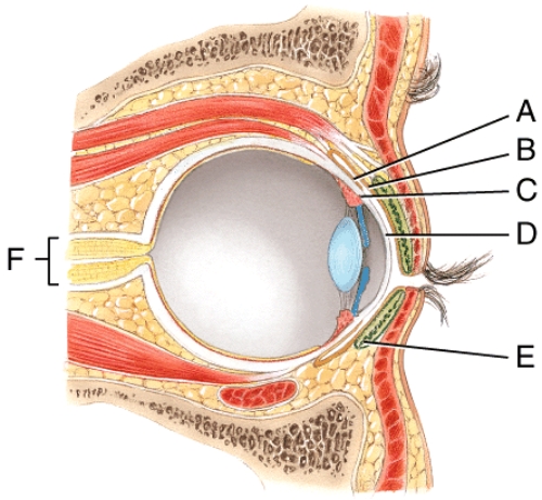 In the diagram,which is a modified sebaceous gland that keeps the eyelids from sticking to each other ?   A) D B) E C) F D) G E) C