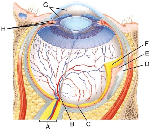 In the diagram what structure is primarily composed of dense connective tissue with high amounts of collagen fibers and fibroblasts?   A) F B) E C) D D) A E) H