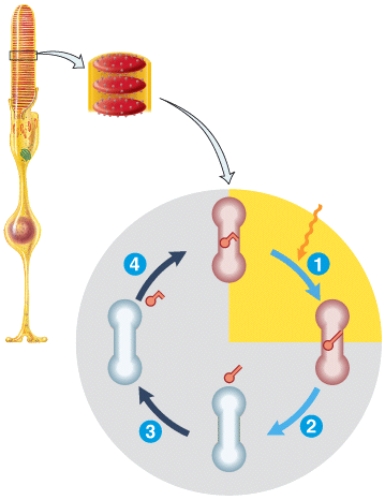 Which labeled step(s) represents cis-retinal binding to opsin,regenerating a photopigment that is functional?   A) 1 B) 2 C) 3 D) 4 E) Both 1 and 3