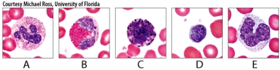 Which of the cells in the diagram will eventually develop into macrophages?   A) A B) B C) C D) D E) E