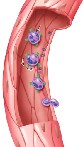 What is this figure demonstrating?   A) Erythropoiesis B) RBC differentiation C) Emigration D) Clot formation E) Clot retraction