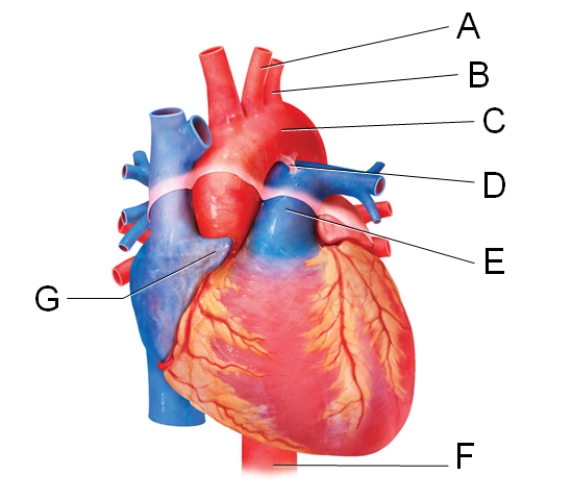 Which labeled blood vessel in the diagram is an artery carrying deoxygenated blood?   A) A B) B C) C D) E E) F