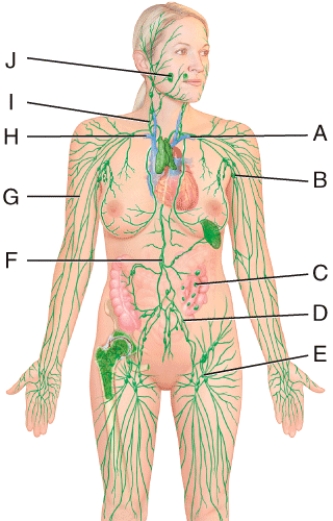 Which structure in the figure is a lymphatic vessel?   A) B B) C C) D D) J E) G