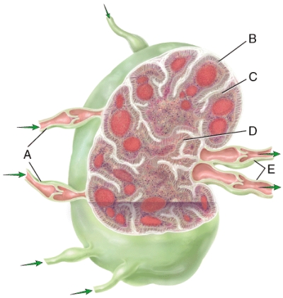 What are the major differences between the lymph in vessel E compared to vessel A? Select all that apply.   A) presence of antibodies B) amount of foreign substances C) presence of activated T cells D) direction of valves relative to node E) amount of memory B cells