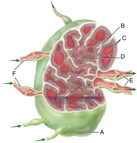What type of cell is located in area B in the figure?   A) B cells B) dendritic cells C) macrophages D) T cells E) plasma cells