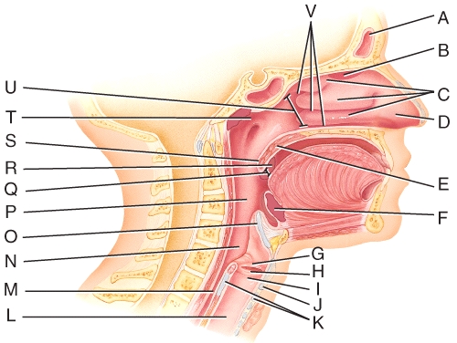 Which tonsils are found in the oropharynx?   A) V B) R C) S D) Q E) U