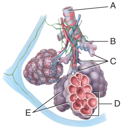 Where is the terminal bronchiole?   A) A B) B C) C D) D E) E