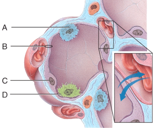 Which cells are the main sites of gas exchange?   A) A B) B C) C D) D E) All of these choices